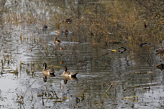 Keoladeo national park-054
